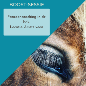 Paardencoacing door Jaeike in Amstelveen